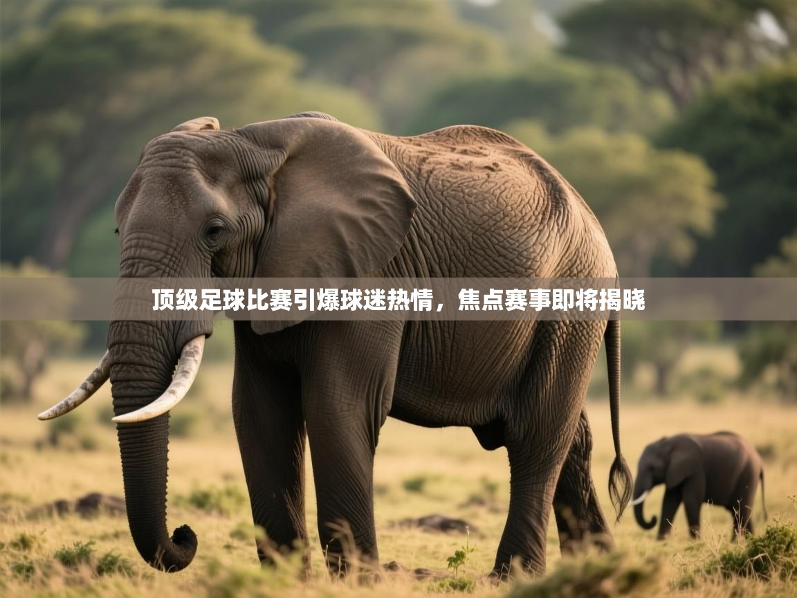 顶级足球比赛引爆球迷热情,焦点赛事即将揭晓 第1张